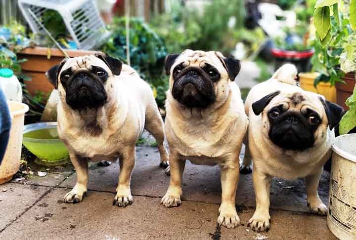 Chegou a hora dos inconfundíveis pugs! Esses cachorros extremamente dóceis e amáveis se originam da China e são das raças mais antigas do mundo.