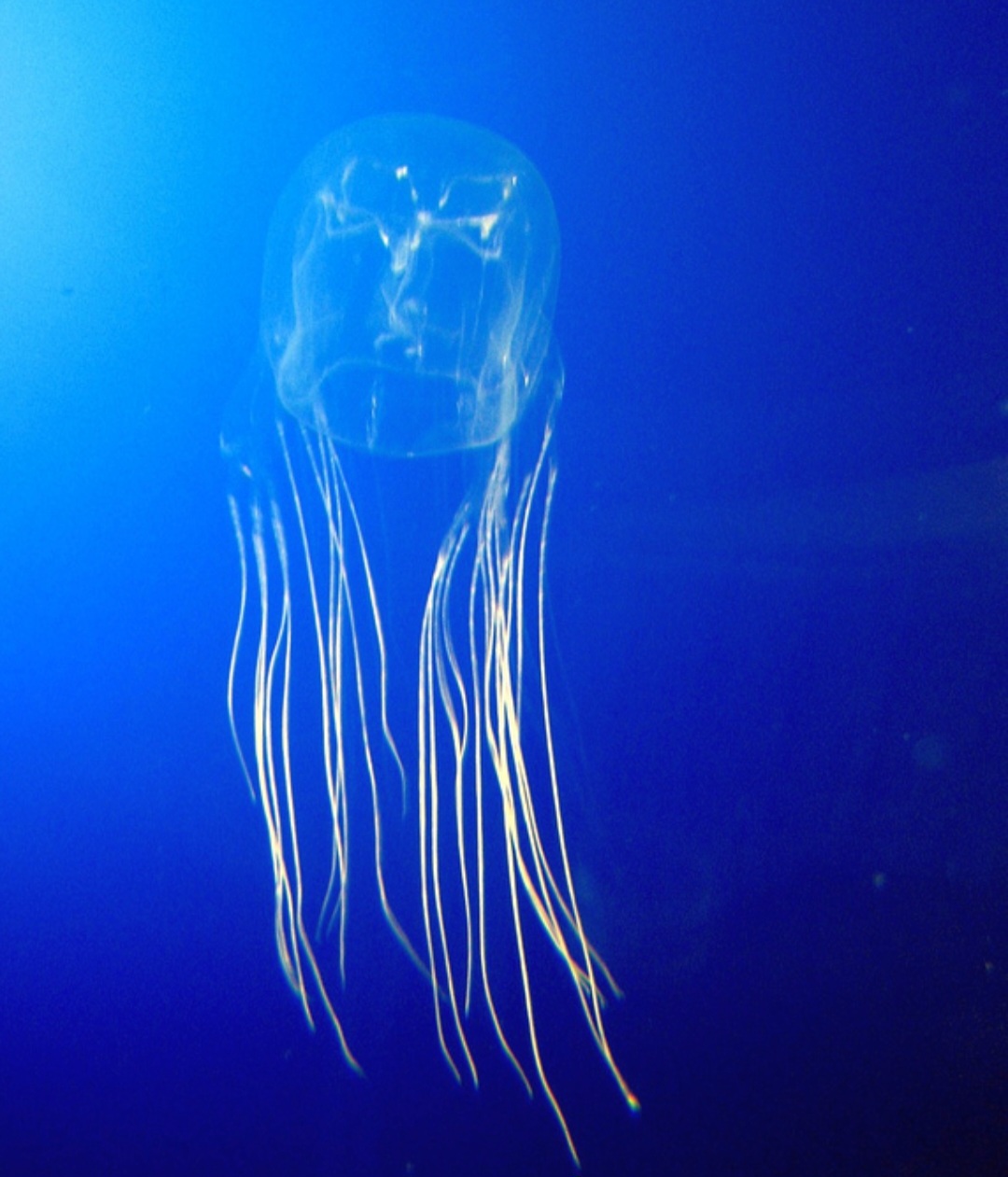 As cubomedusas têm olhos simples, mas especializados, capazes de detectar luz e sombras. Essa habilidade as ajuda a navegar em águas turvas e evitar obstáculos, mesmo sem um sistema nervoso central sofisticado.
