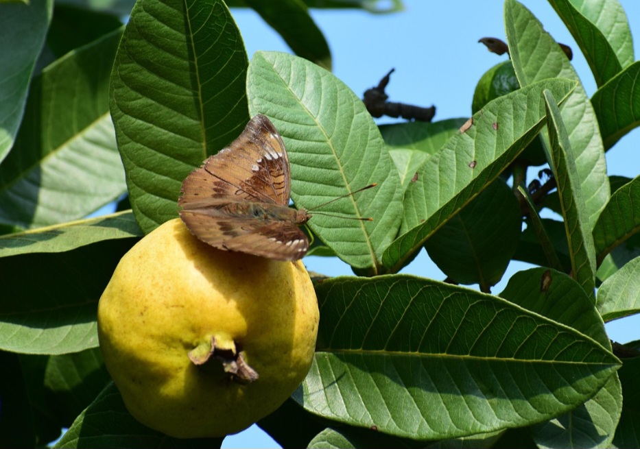 Além disso, a fruta é rica em licopeno, um antioxidante que pode proteger contra o câncer de próstata e outros tipos desta doença.