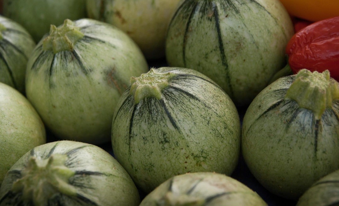 Os dois tipos de abobrinha mais comuns no mercado brasileiro são: a tipo menina, que tem o fruto com pescoço e a tipo italiana, com o fruto alongado e sem pescoço.