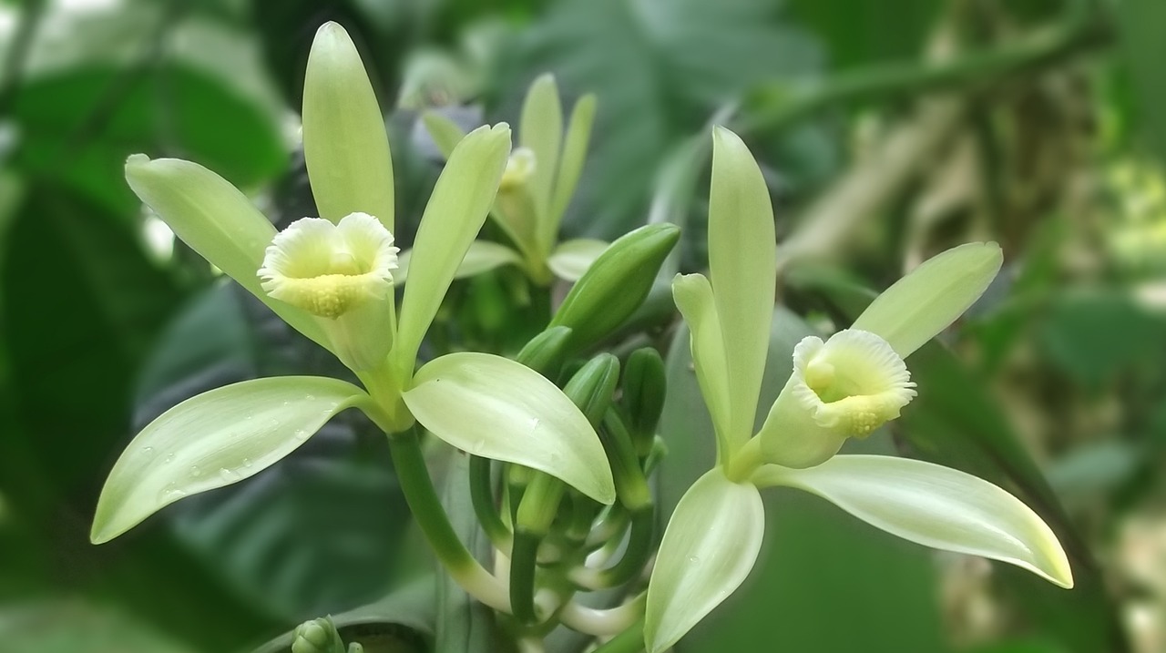 A principal espécie cultivada é a Vanilla planifolia. Elas são as únicas orquídeas cultivadas com o objetivo de aromatizar alimentos e todas as outras possuem interesse apenas ornamental. 