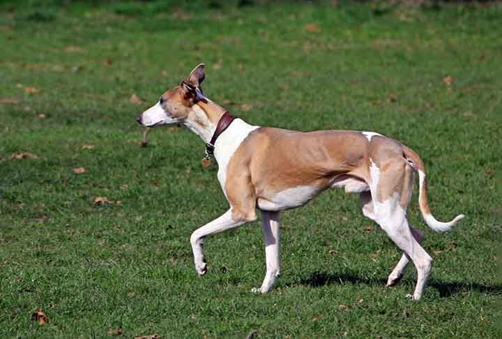 O whippet, originário nos campos do norte da Inglaterra, é um cão de caça e bom de corrida. Sua velocidade fazia com que os camponeses os utilizassem como caçadores - chegam até a 60km/h!