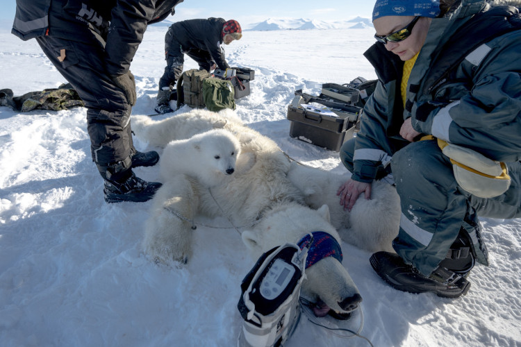  A cientista espacial francesa Marie-Anne Blanchet examina filhotes de urso antes de coletar bi&oacute;psias de tecido adiposo e amostras de sangue de sua m&atilde;e sedada, no leste de Spitzbergen, no arquip&eacute;lago de Svalbard, em 6 de abril de 2025
