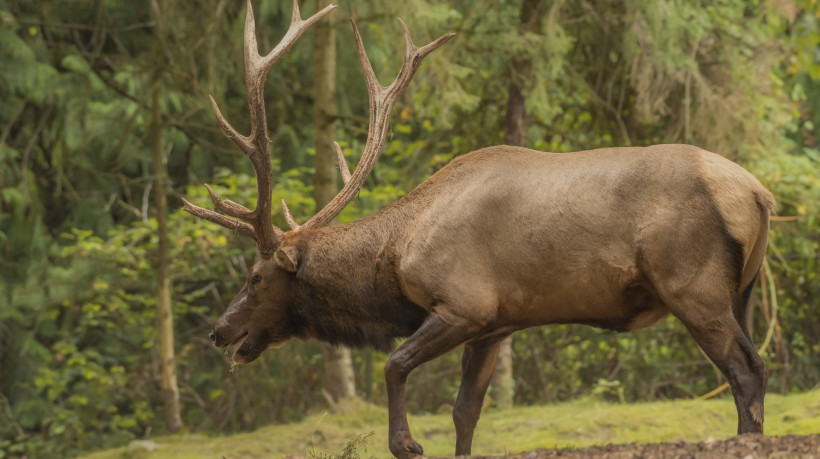Imagem ilustrativa de um alce adulto