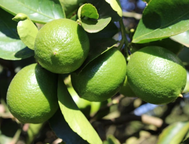 LIMÃO- A acidez do limão altera o pH bucal, dificultando a proliferação de bactérias causadoras de mau cheiro. Use gotas na água ou mastigue a casca.
