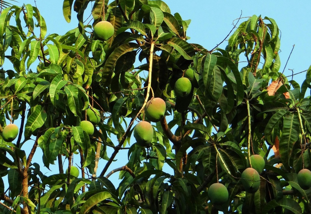 É o fruto da mangueira, árvore frutífera da família Anacardiaceae, nativa do sul e do sudeste asiático desde o leste da Índia até as Filipinas. Em seguida, foi introduzida com sucesso no Brasil, em Angola, em Moçambique, Portugal e Espanha.