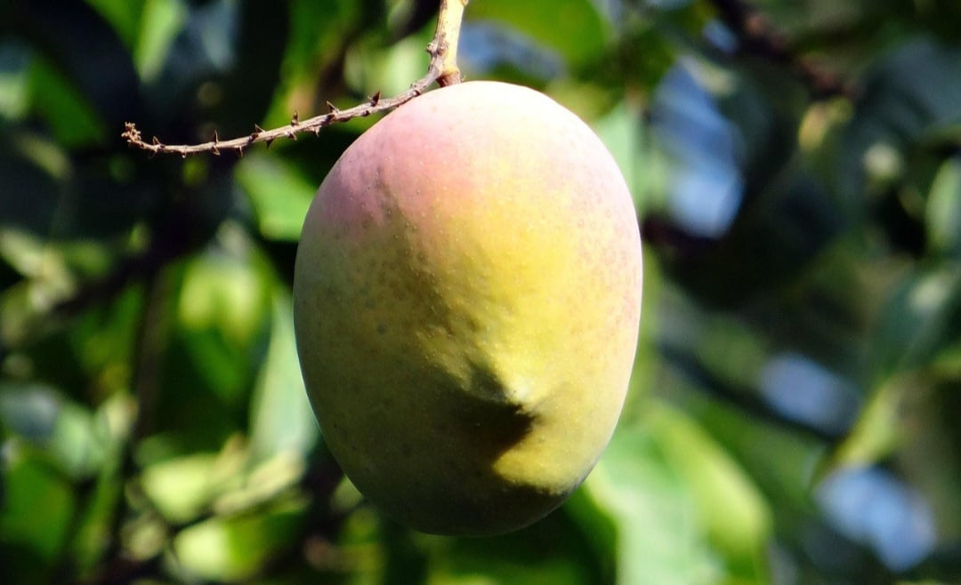 Em algumas regiões, a mangueira e a manga possuem um significado simbólico, representando a fertilidade, a abundância e a natureza. 