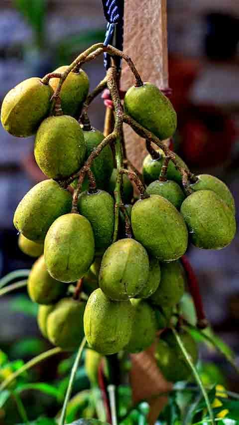 O fruto, por sua vez, tem formato cilíndrico, com 6 a 10 cm de comprimento, 5 a 9 cm de diâmetro, podendo pesar até 380 g. 
