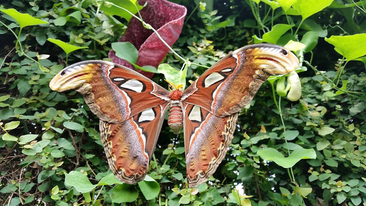A mariposa Atlas é uma das maiores do mundo, com até 30 cm de envergadura. Vive em florestas tropicais do Sudeste Asiático. Seu ciclo de vida dura de 1 a 2 meses