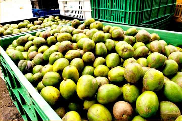 A melhor época para plantar o cajá-manga é durante o início do período chuvoso, geralmente entre outubro e fevereiro, pois facilita o enraizamento da muda e reduz a necessidade de irrigação constante.
