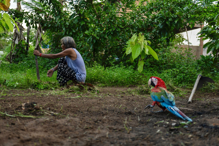 Perto de Ituna/Itata, no norte do estado do Pará, comunidades indígenas e ativistas exigem que o governo conceda o status de terra protegida permanente, após anos de destruição da floresta causada por atividades de mineração ilegal