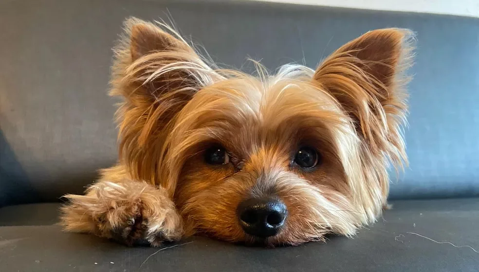 Outro yorkshire, chamado Dedé, foi morto no Rio de Janeiro por um pitbull. 