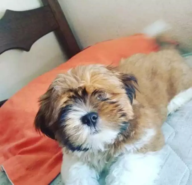 Um pitbull atacou um comerciante e matou o cãozinho dele, Chocolate (foto), em Três Pontas (MG). Uma senhora já tinha sido atacada na véspera e foi salva por populares. 