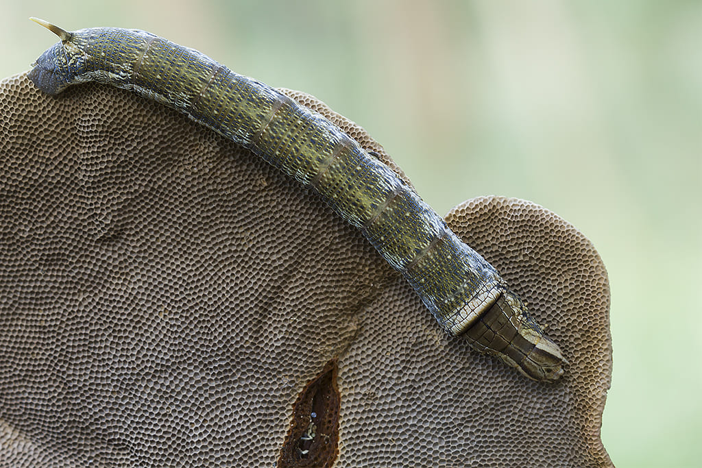Lagarta do Mandruvá (Erinnyis ello) - Faz um casulo subterrâneo com terra e seda. O casulo protege a pupa até a emergência da mariposa. Esse processo pode durar semanas ou meses.
