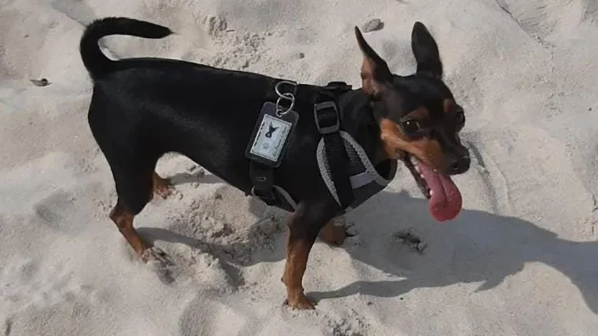 A cadelinha Jolie (foto), de 1 ano, foi morta por um pitbull ao passear no Rio de Janeiro. O pitbull pertencia ao dono de uma banca onde eles pararam para ver CDs. Estava sem coleira e sem focinheira. 