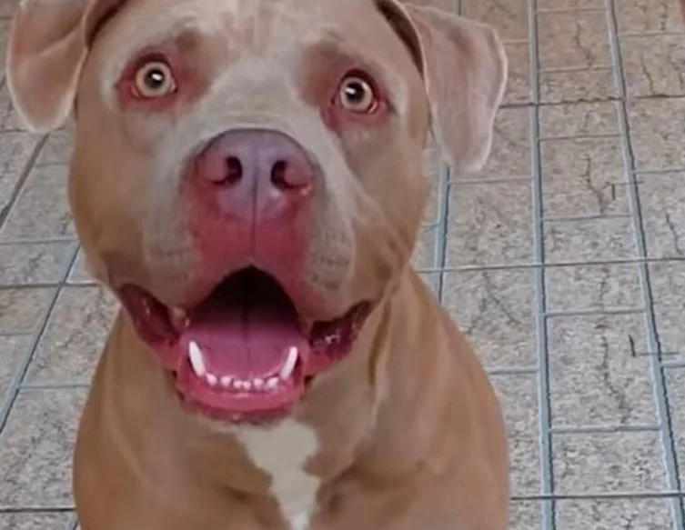 Casos de ataques de pitbull se sucedem no Brasil, onde o desrespeito à lei é constante. A lei estadual determina, afinal, que cães das raças American Pit Bull Terrier, Fila, Rottweiller, Dobermann, Bull Terrier e Dogo Argentino só podem circular com guia de no máximo 1,5 metro e munidos de focinheira. Assim, alguns casos ganham bastante repercussão. 