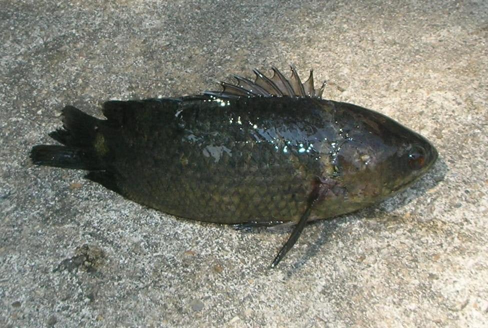 Peixe-Ánabas (Anabas testudineus) - Constrói casulos de muco para sobreviver fora d’água por curtos períodos. Isso ajuda na retenção de umidade enquanto se desloca em terra. Essa habilidade é útil para buscar novos habitats.