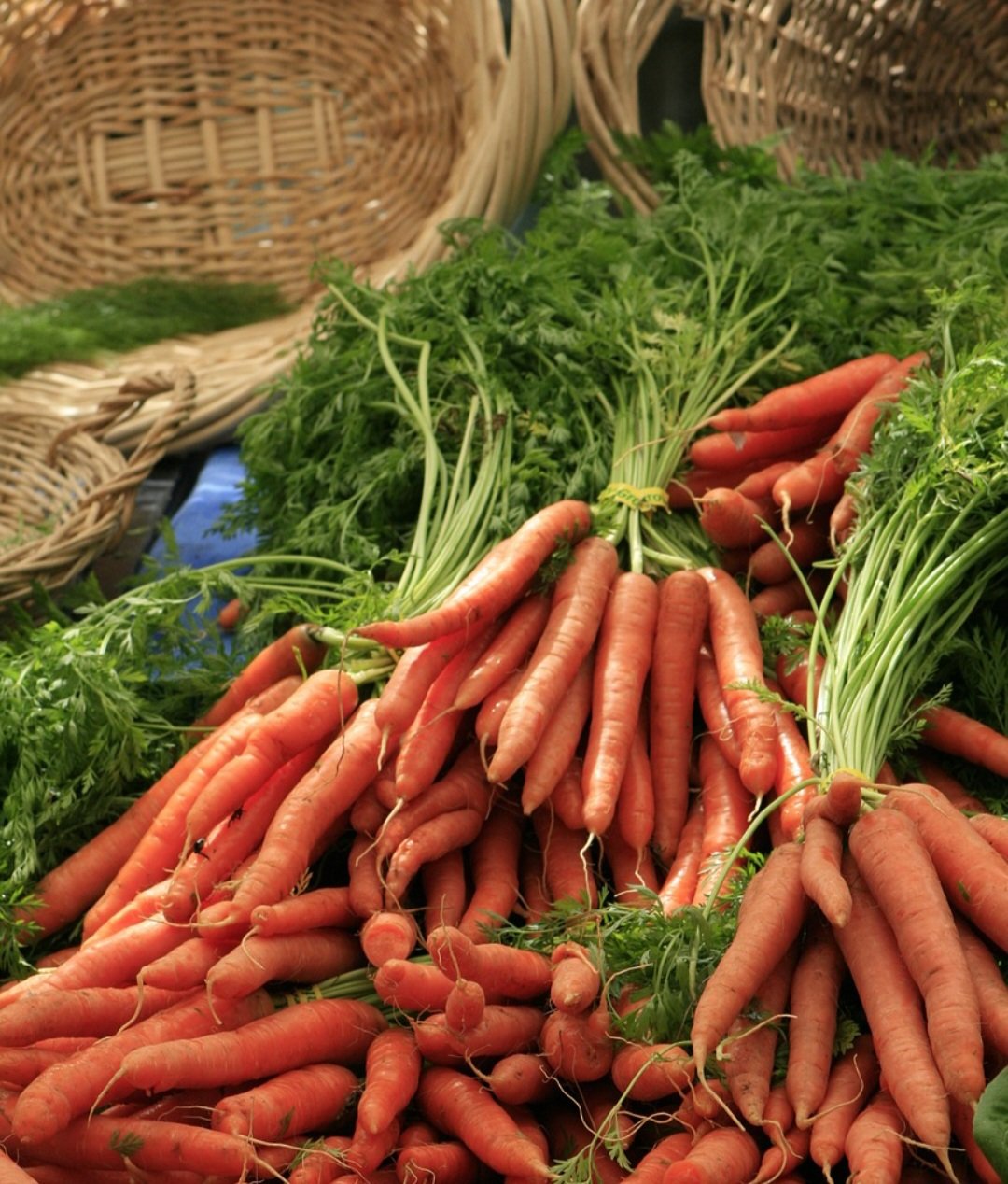 Já as roxas e vermelhas contêm licopeno e antocianinas, antioxidantes que auxiliam na saúde celular. Embora os tipos mais comuns no mercado sejam cilíndricos e de cor alaranjada, também é possível encontrar raízes cônicas ou redondas, que variam em sabor e textura.