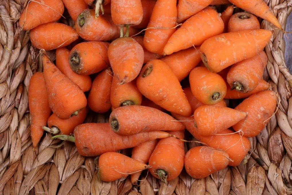 Raízes menores costumam ser mais macias e saborosas, enquanto as muito grossas podem apresentar textura mais fibrosa. Embora algumas torções na raiz não comprometam sua qualidade, é fundamental verificar se o produto está em bom estado.