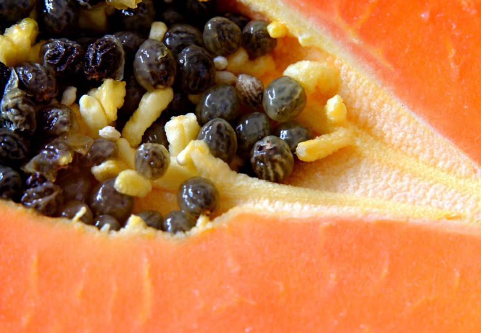 O mamão também apresenta benefícios no controle da glicemia. As fibras atuam diminuindo a velocidade de absorção dos açúcares dos alimentos, contribuindo para o equilíbrio dos níveis de glicose no sangue. Bom para quem tem diabetes, desde que numa dieta controlada.