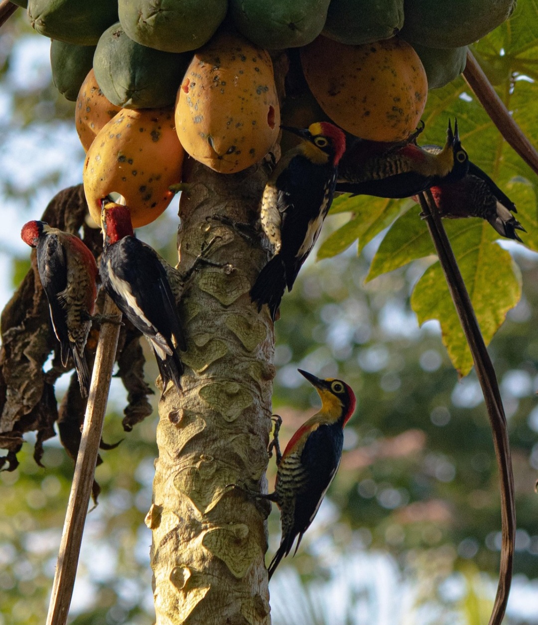 Com tantos benefícios e uma versatilidade impressionante, o mamão continua sendo uma escolha nutritiva e prática para o dia a dia. Consumido sozinho ou como parte de outras receitas, é uma fruta que alia sabor e saúde, mantendo sua importância nas mesas brasileiras.