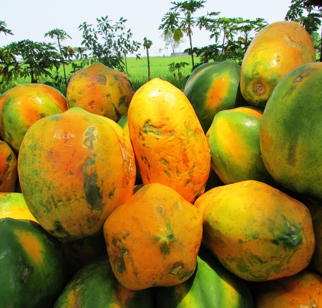 As fibras aumentam o tempo de digestão e promovem uma sensação prolongada de saciedade, o que pode reduzir o consumo excessivo de alimentos ao longo do dia. Além disso, seu sabor adocicado naturalmente pode substituir sobremesas mais calóricas em algumas refeições.