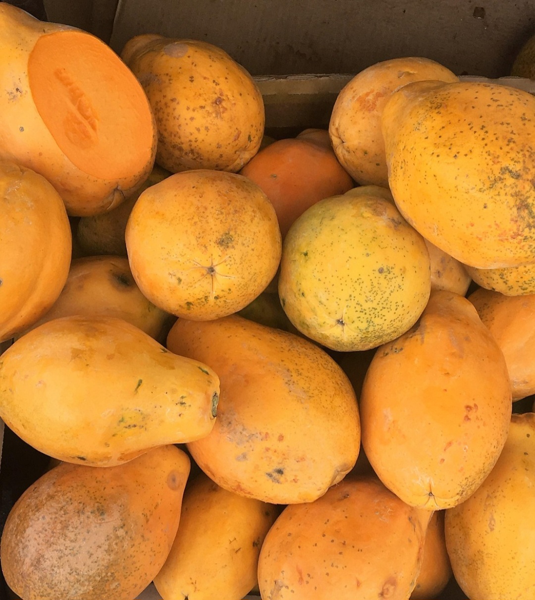 Existem dois principais tipos de mamão disponíveis no mercado: o mamão papaia e o mamão formosa. O primeiro é menor, mais adocicado e bastante utilizado em porções individuais, enquanto o segundo tem porte maior, casca mais firme e polpa igualmente nutritiva.