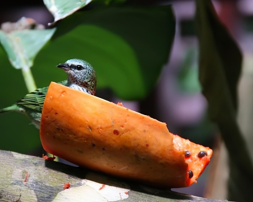 Isso significa que ajudam o organismo a combater processos inflamatórios, fortalecer o sistema imunológico e neutralizar a ação dos radicais livres, contribuindo para a prevenção de doenças crônicas e o envelhecimento precoce.