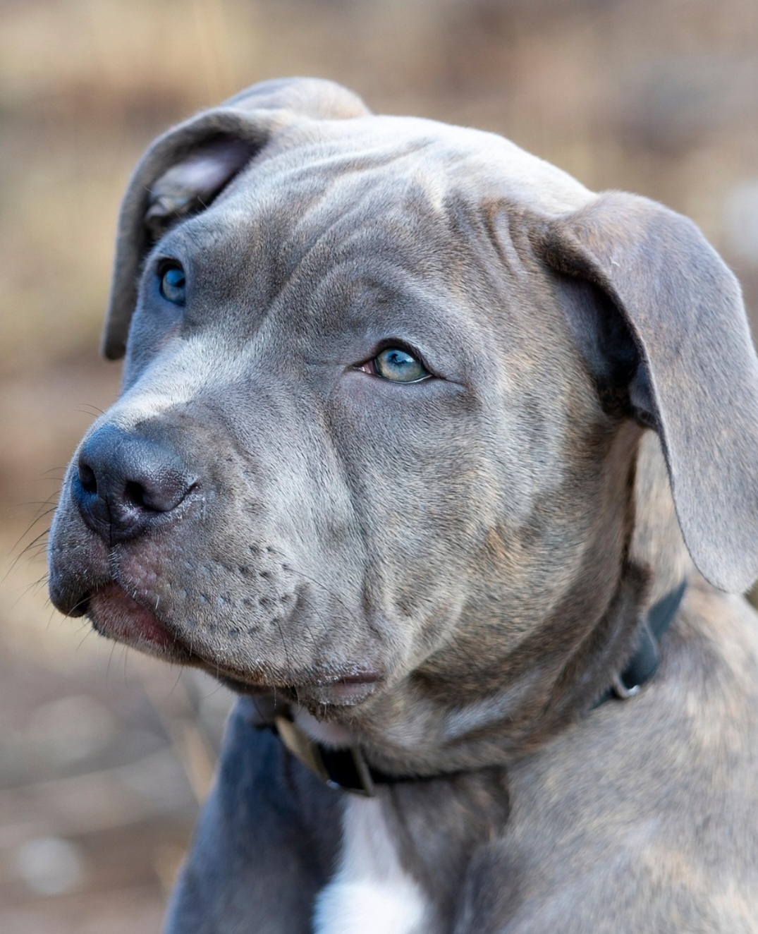 O estado de Santa Catarina implementou novas restrições à criação e circulação de cães da raça pitbull e suas variantes. A medida data de 9 de julho , no decreto 1.047/2025.