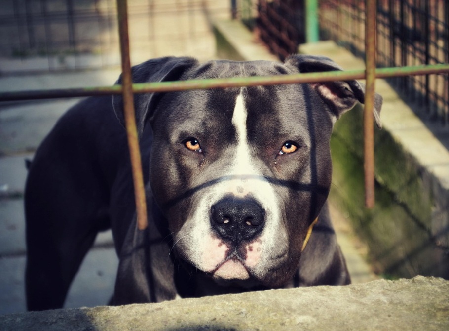 E ainda: Red Nose, Pit Monster, Exotic Bully, American Bully Pocket, Pocket Bully, American Bully Micro e Micro Exotic.