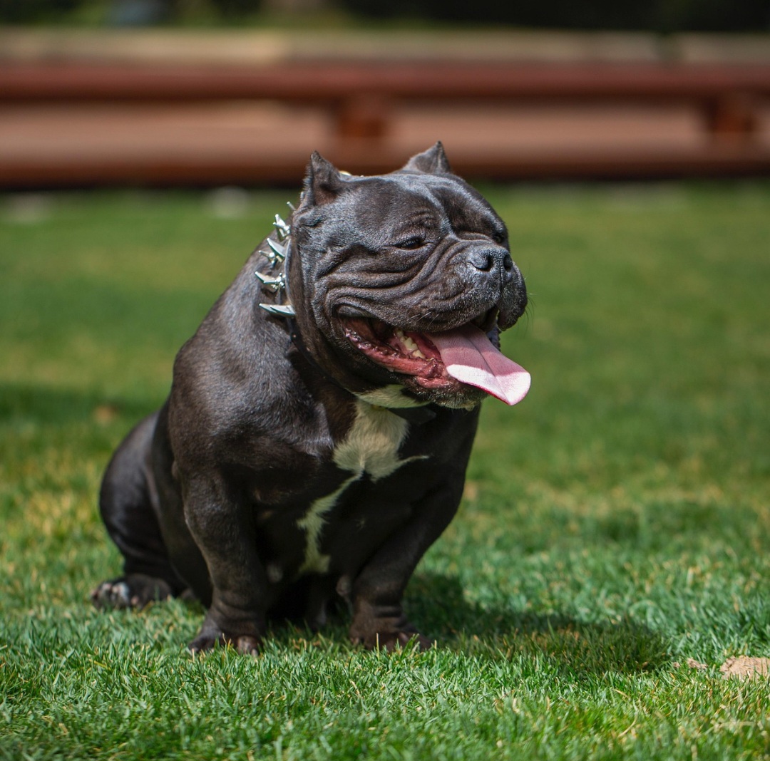 Em caso de desobediência, o tutor pode ser multado em R$ 5 mil, dobrando o valor se houver reincidência. E com risco de apreensão do cão.