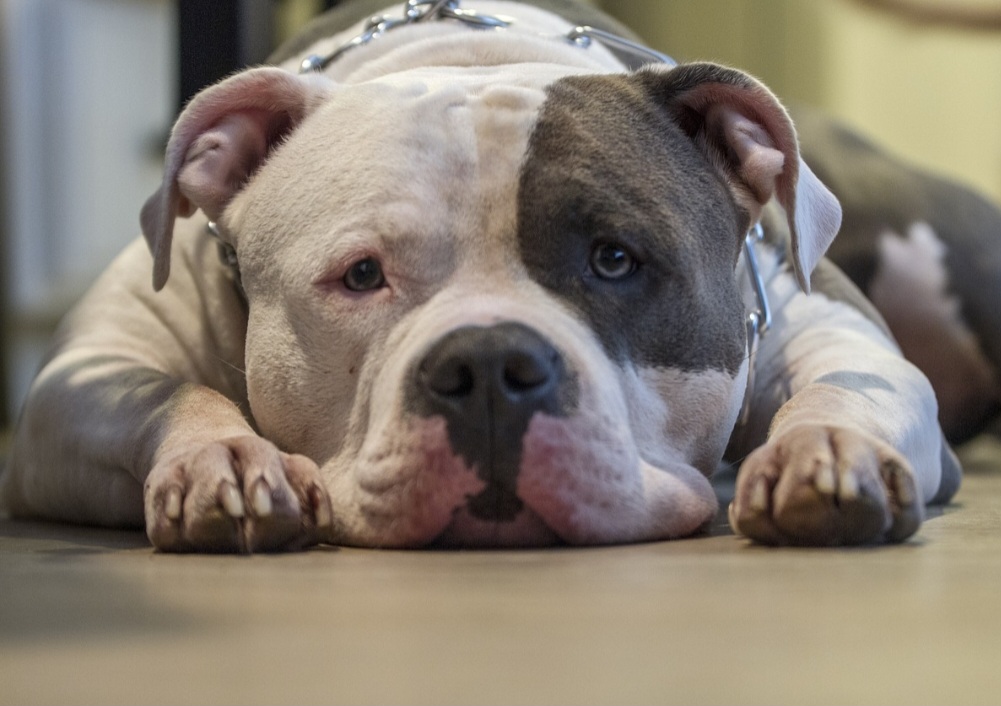 A castração obrigatória deve ser feita já a partir dos seis meses de idade, com o objetivo de conter a expansão populacional da raça.