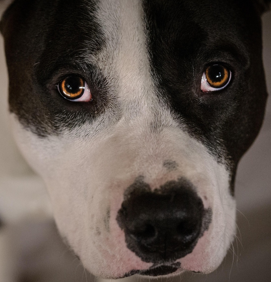 A fiscalização cabe aos municípios, que são responsáveis pelo manejo direto dos cães.  Mas a Polícia Militar pode ser requisitada para operações de ordem pública.
