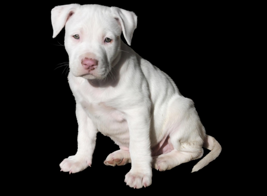 O decreto define quais as raças abrangidas no decreto: American Pit Bull Terrier, Staffordshire Bull Terrier, American Bully, American Staffordshire Terrier.