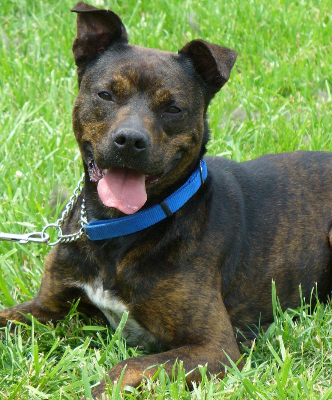 A circulação em locais públicos requer uso de guias e focinheiras. E apenas adultos podem conduzir os animais.