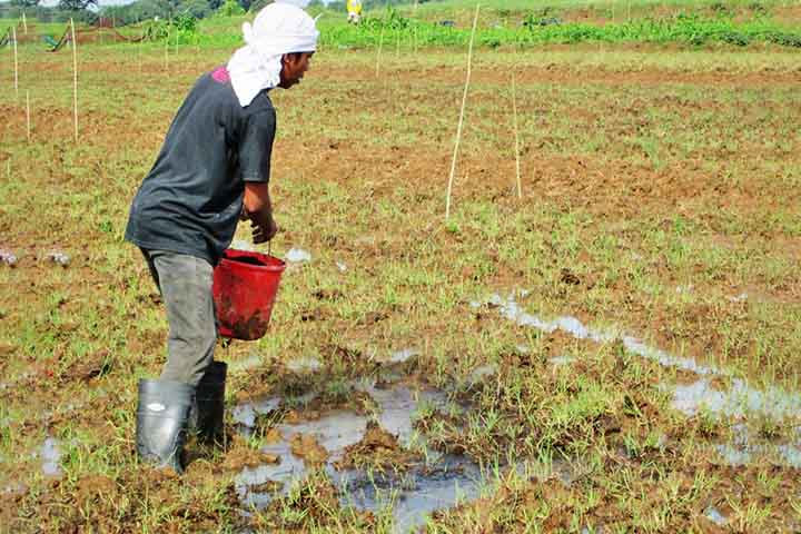 Os benefícios do uso da urina, aliás, são diversos. Além de reduzir a dependência de fertilizantes sintéticos, cuja produção envolve processos industriais que impactam negativamente o meio ambiente, a prática contribui para a diminuição do desperdício de água.