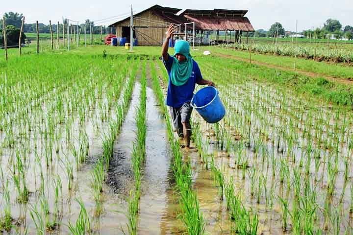 A utilização de urina como fertilizante tem se mostrado uma alternativa viável e sustentável para a agricultura. No estado de Vermont, nos Estados Unidos, um programa inovador liderado pelo Instituto Terra Rica tem coletado e utilizado a urina de moradores locais para fertilizar plantações.
