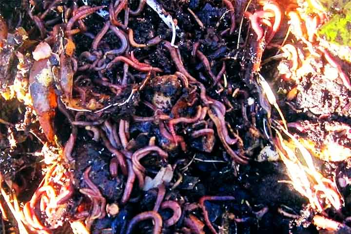 Os macronutrientes, necessários em grandes quantidades, incluem o nitrogênio, que é crucial para a formação de proteínas e desenvolvimento de frutos e flores; o fósforo, essencial para a produção de energia e formação de novas estruturas; e o potássio, que regula a transpiração e fortalece a resistência a pragas.