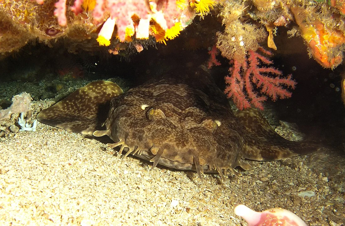 Tubarão Wobbegong - Vivem a maior parte do tempo descansando no fundo do mar. A maioria tem no máximo 1,25  metro de comprimento, mas o maior atinge 3 metros. São camuflados com um padrão simétrico de manchas que lhe dão a aparência de um tapete.
