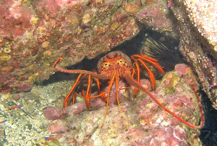 Por outro lado, indivíduos com níveis elevados de colesterol no sangue devem consumir a lagosta com moderação. 