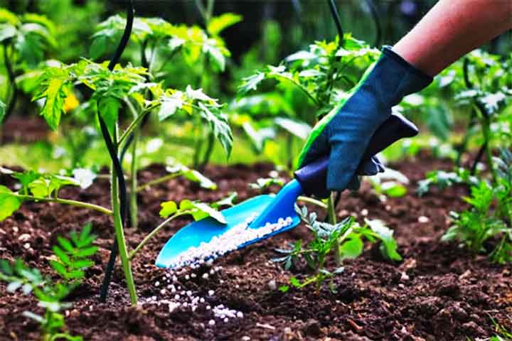 Além de fornecer nutrientes essenciais, os biofertilizantes contêm microrganismos benéficos que auxiliam na saúde das plantas e na regeneração do solo.
