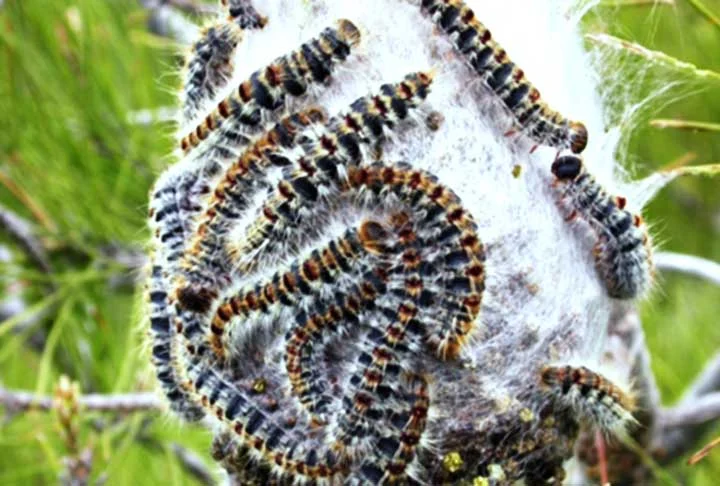 Ela recebeu o soro em 48 horas, no décimo dia depois do envenenamento (terceiro dia de internação). Contudo, o quadro da jovem já havia progredido para hemorragia pulmonar, lesão renal aguda e coagulação intravascular, levando à falência de múltiplos órgãos.