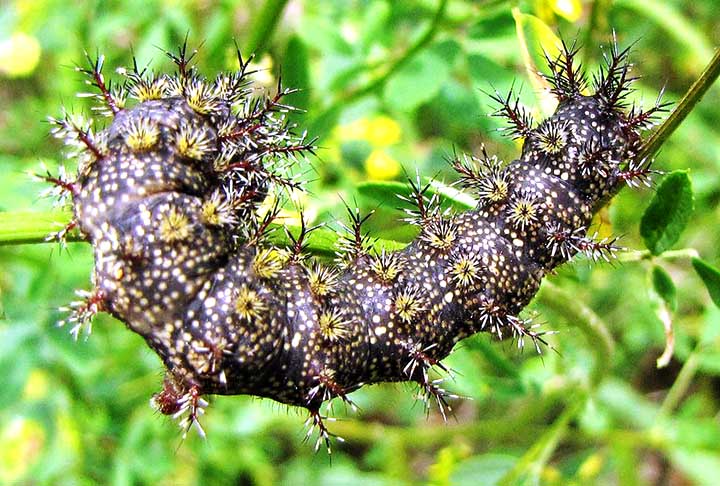 As larvas de hemileuca maia possuem um mecanismo de defesa com cerdas urticantes à base de proteína que podem causar um efeito tóxico ao toque. Ao entrar em contato, essas cerdas podem induzir uma leve irritação na pele.