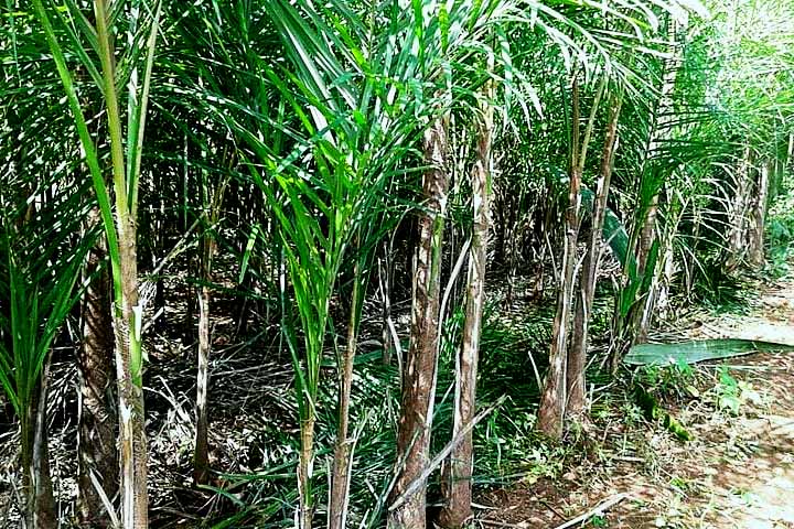 O palmito-guariroba é exótico, bem peculiar, com um sabor amargo e pouco conhecido. Ele tem textura firme e é bom cozinhá-lo bem, antes do consumo. Extraído da palmeira Syagrus oleracea, é um ingrediente muito utilizado na culinária goiana e mineira. 