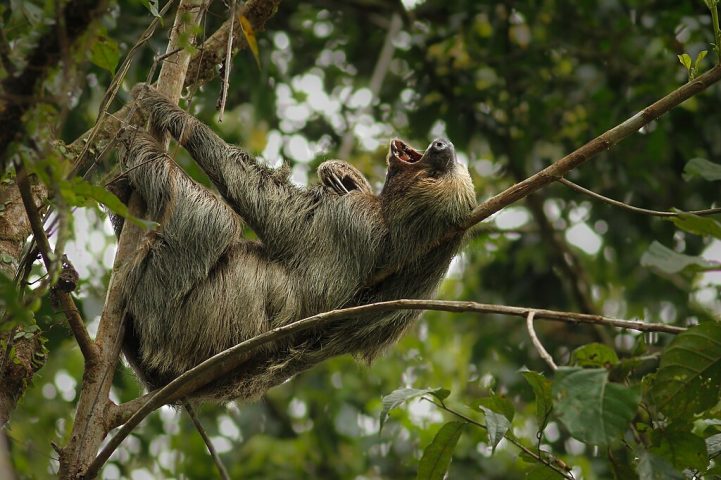 Ultimamente, as preguiças-de-dois-dedos têm sofrido com a redução populacional causada pelo desmatamento e pela expansão agrícola nos estados do Amazonas, Pará e Amapá. Conheça mais sobre esse animal fascinante!