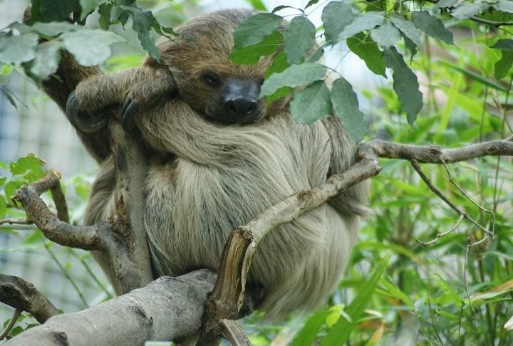 Também conhecida como preguiça-real, a preguiça-de-dois-dedos é nativa das florestas tropicais da América do Sul, incluindo países como Brasil, Venezuela, Colômbia, Guianas e Peru. 