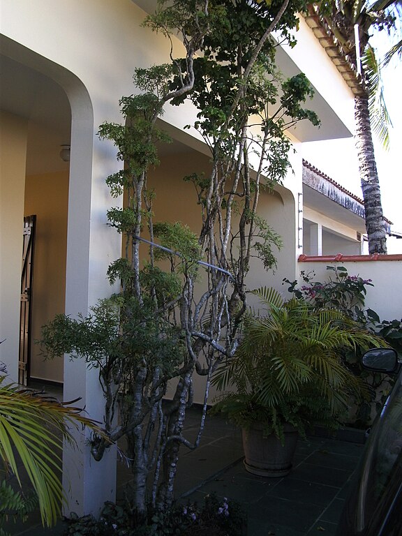 Árvore da Felicidade- Oriunda da China, prospera em ambientes internos com luz indireta. Mantenha o solo úmido e evite correntes de ar. Ideal para jardins internos ou espaços com boa iluminação.