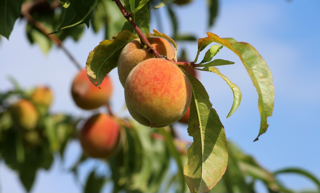 Assim, o pêssego é um símbolo de imortalidade na mitologia taoísta chinesa, e também de prosperidade e felicidade. Ele é um elemento importante na lenda de Momotaro, o menino pêssego, uma figura popular do folclore japonês. 

