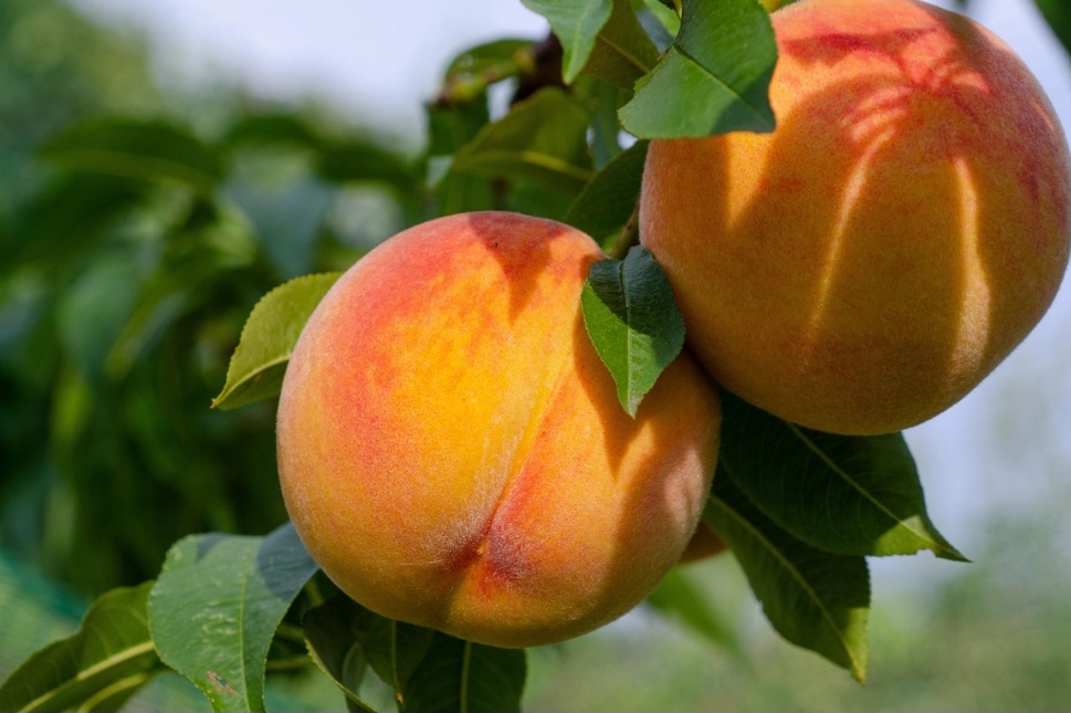 A partir da China, espalhou-se para a Pérsia (Irã), Grécia e Roma, sendo uma fruta popular na antiguidade. Isso porque durante muito tempo, o pêssego era um dos favoritos da nobreza, apreciado pelo sabor suculento e suave. 