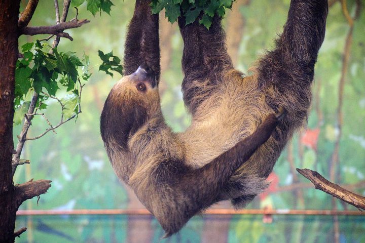 Essa espécie é solitária e só faz encontros com outros indivíduos principalmente durante a época de reprodução.